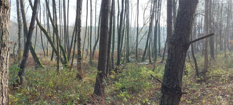 Dzika natura w pobliżu Konina? Sprawdź, gdzie jej szukać