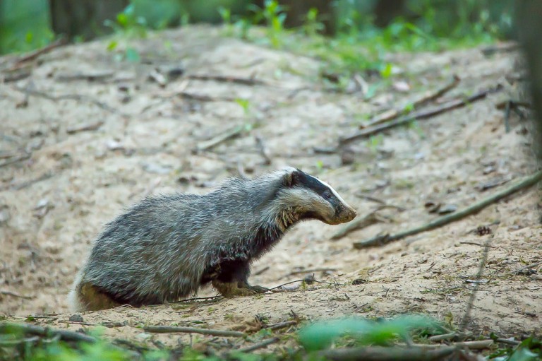 Wytropił pod Turkiem rysia i wilki