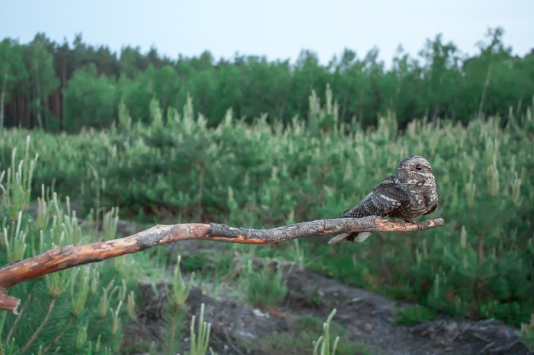 Wytropił pod Turkiem rysia i wilki