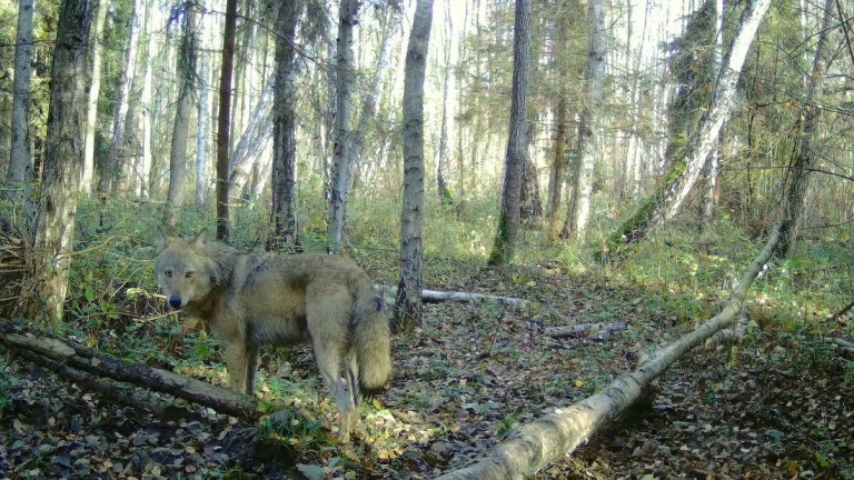 Wytropił pod Turkiem rysia i wilki