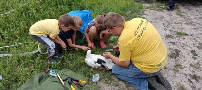 Zaobrączkowali ponad 200 młodych bocianów. „To dobry rok”