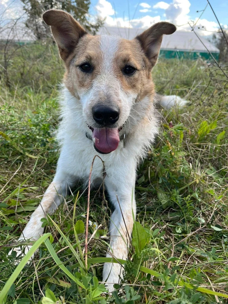 Szukasz czworonożnego przyjaciela? Zobacz, które psy i koty czekają na adopcję!