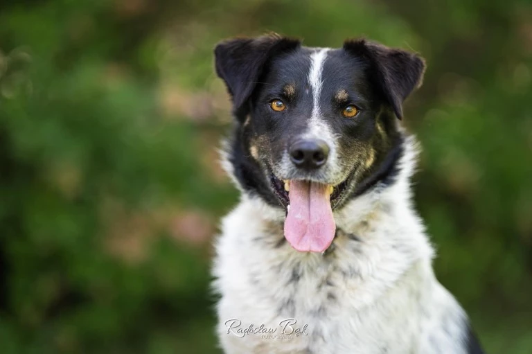 Szukasz czworonożnego przyjaciela? Zobacz, które psy i koty czekają na adopcję!