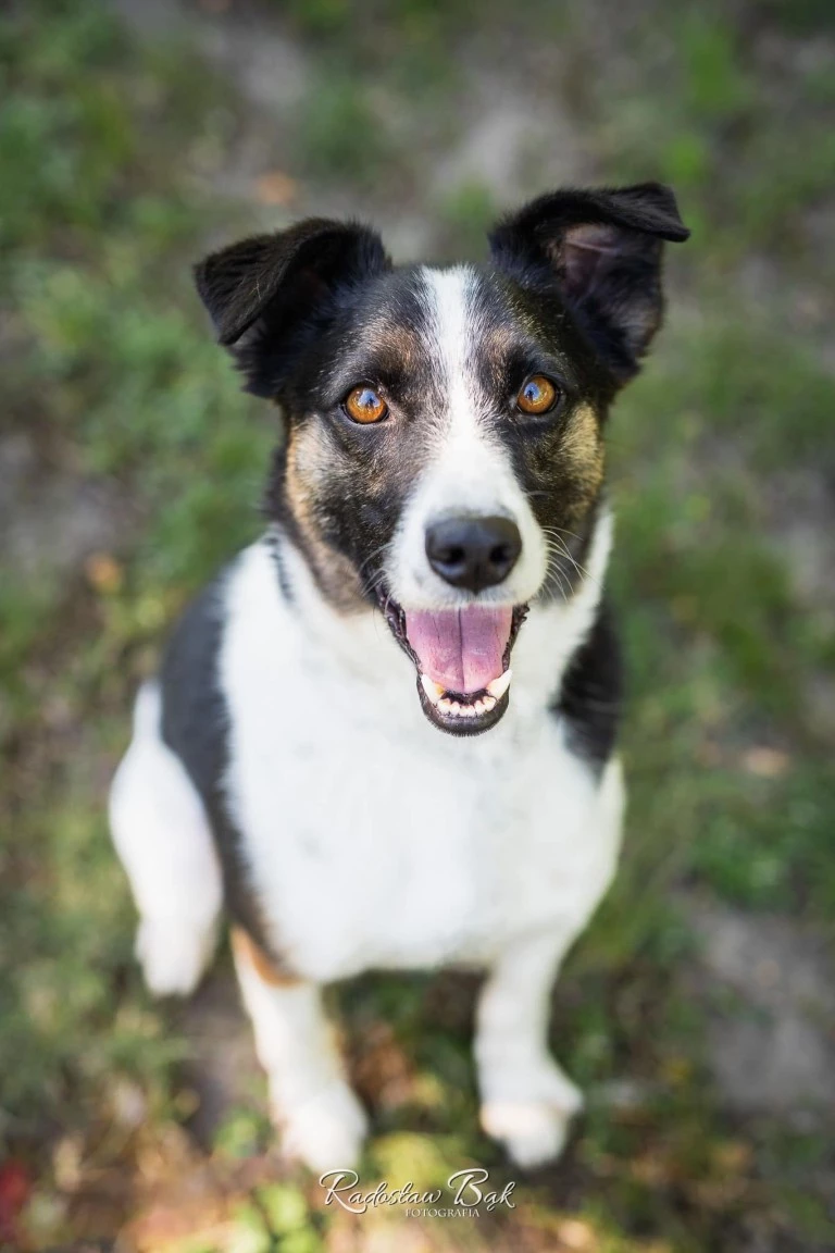 Szukasz czworonożnego przyjaciela? Zobacz, które psy i koty czekają na adopcję!