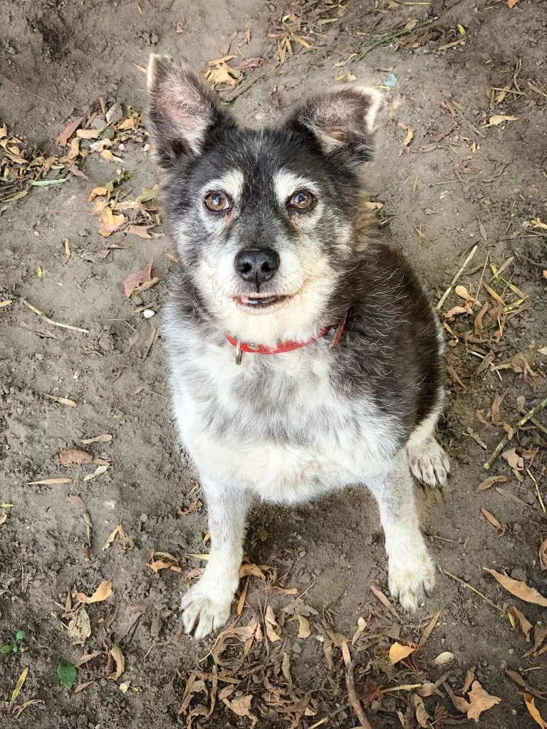 Szukasz czworonożnego przyjaciela? Zobacz, które psy i koty czekają na adopcję!