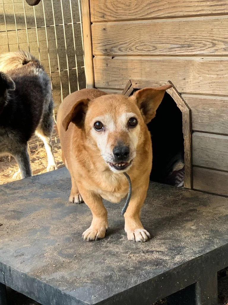 Szukasz czworonożnego przyjaciela? Zobacz, które psy i koty czekają na adopcję!