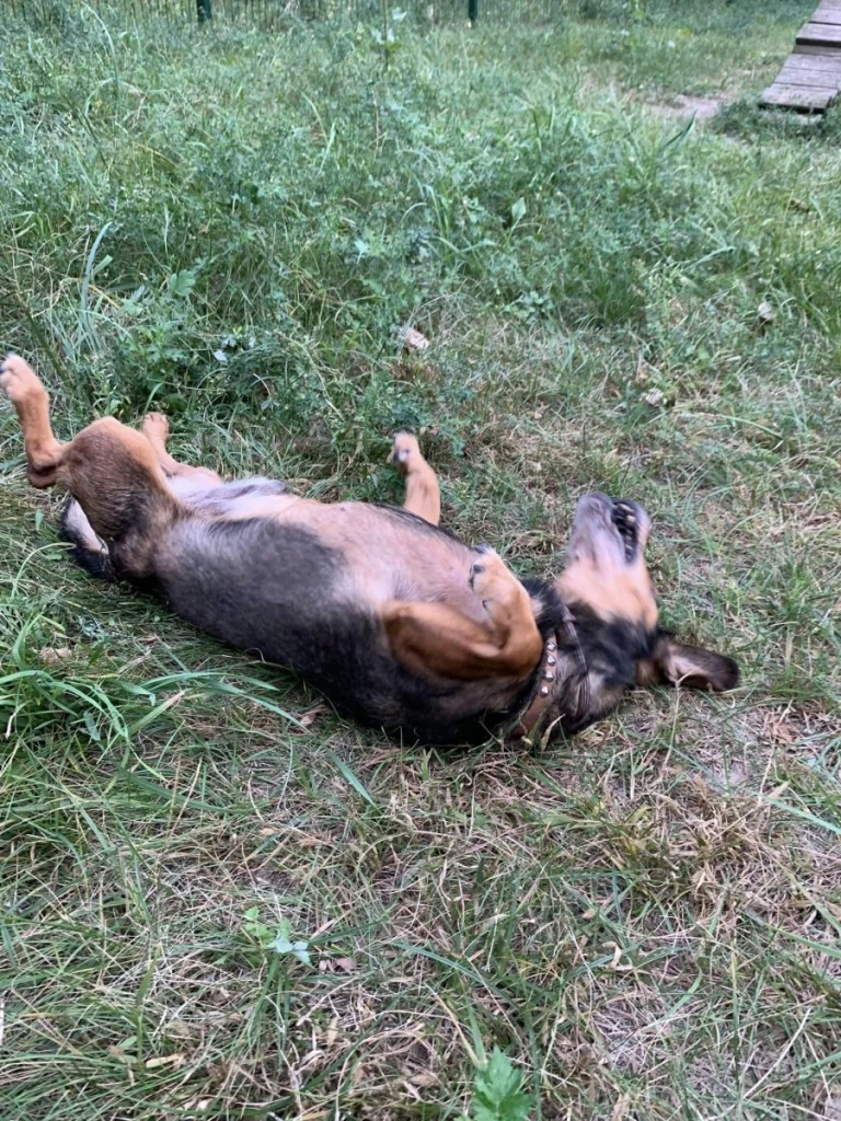 Te psiaki i koty zgubiły swoich właścicieli. Rozpoznajesz je?