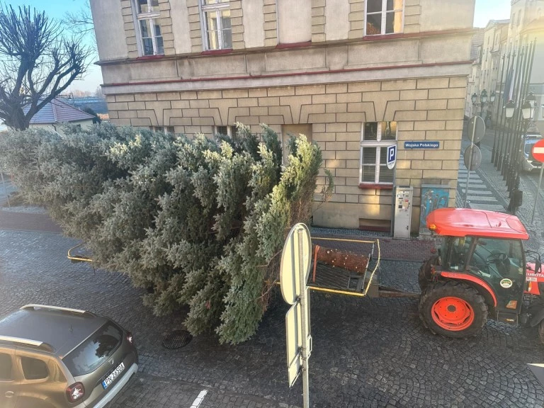 Świątecznie w sercu Konina. Choinka na pl. Wolności już cieszy oczy