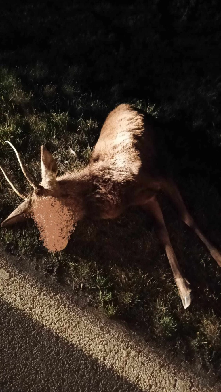 Radolina. Zderzenie samochodu z dzikim zwierzęciem. Kierowcy, bądźcie czujni