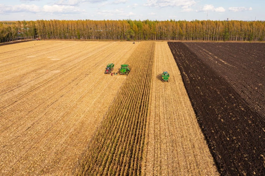 Anomalie pogodowe niszczą uprawy. Straty są ciągle szacowane