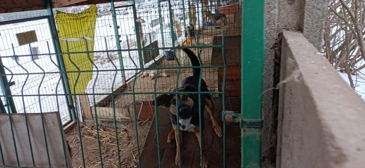 Sąd w Kole zajmie się ochroną zwierząt w gminie Wierzbinek. Są zarzuty