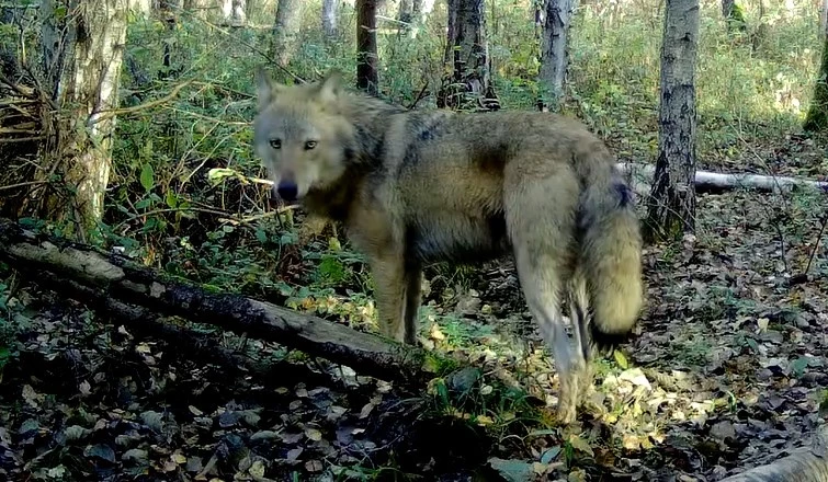 Spotkanie z wilkiem w okolicach Wyszyny. Wyjątkowe zdjęcia Karola Fornalczyka