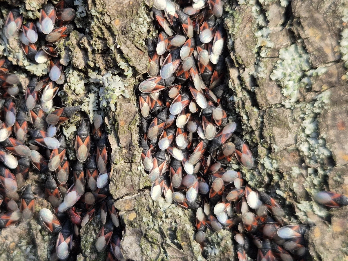 Kolonie pluskwiaków na konińskich lipach. Inwazyjny gatunek zagraża drzewom?