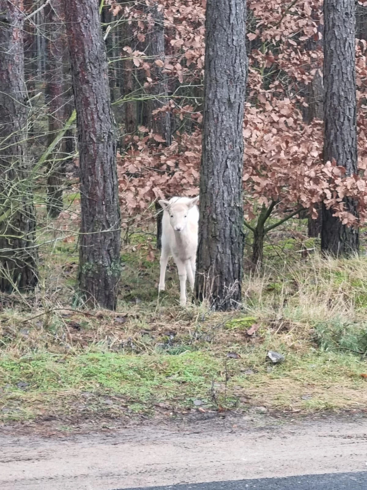 Wyjątkowy gość w Nadleśnictwie Koło. Natura zaskakuje