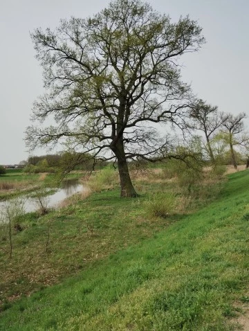 Dąb „Kazimierz” w Kole. Pomnik przyrody z królewską historią